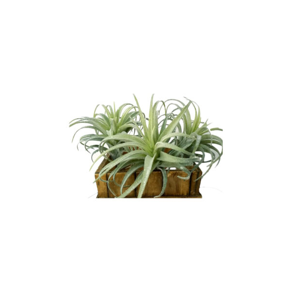 Tillandsia Air Plants